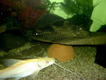 Hemibagrus nemurus: Variante "Yellow Mystus"