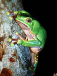 Phyllomedusa bicolor, der Makifrosch, ist nachtaktiv. Sein Gift wird von einigen Indianerstämmen als Halluzinogen für die Jagd benutzt.