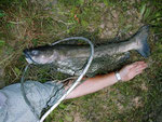 Ictalurus punctatus