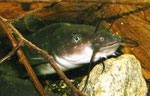 Katzenwels