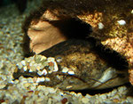 Cephalosilurus fowleri legt mit dem Kopf seine Höhle von Kies frei.