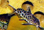 Synodontis multipunctatus bzw. Vielpunkt-Fiederbartwels