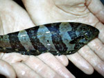 Messerfisch.