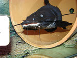 "Black Devil Catfish"