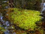 gab auch große Ballen von Wasserpest (Egeria najas).