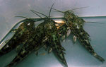 Megalechis picta