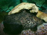 Cephalosilurus apurensis