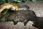 Cephalosilurus apurensis