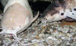 Clarias batrachus