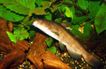 Ameiurus nebulosus: 18 cm langes Exemplar
