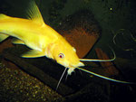 Hemibagrus nemurus (Variante "Yellow Mystus") beim Fressen