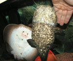 Cephalosilurus apurensis und Potamotrygon hystrix