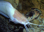 Clarias batrachus