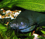 Heteropneustes fossilis