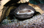Cephalosilurus apurensis öffnet sein Maul zu Verdauungszwecken.