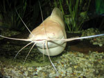 Froschwelsweibchen: Porträt
