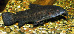 Megalechis picta