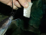 Stierantennenwels (Aguarunichthys torosus) bei der Fütterung von Hand.