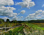Feldweg bei Wittenhagen/40x50 cm/ Öl auf Holz/ November 2023