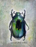 macraspis hirtiventris　（個人蔵）