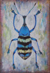 Eupholus