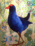 Pukeko