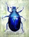 rhomborrhina japonica　（個人蔵）