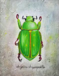 chrysina chrysopedila　（個人蔵）