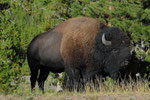 Bison Yellowstone NP