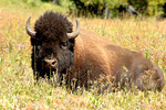 Bison Yellowstone NP