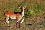 Lechwe-Antilope, Moremi Game Reserve Nationalpark, Okavango Delta