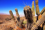 Kaktus, Reserva Nacional Las Vicunas, Chile