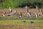 Nimmersatt-Störche,  Keoladeo-Nationalpark, Bharatpur, Rajastan