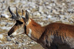 Gabelbock-Antilope, Texas