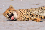 Gepard, Nxai Pan Nationalpark