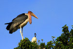 Marabu und Heiliger Ibis, Ziway-See