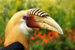 Papua-Hornvogel, Eastern Highlands