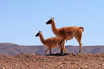 Guanako, Chile