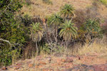 Ranthambore Nationalpark, Rajasthan