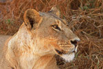 Löwin Moremi Game Reserve, Okavango-Delta