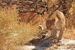 Leopard, Moremi Game Reserve, Okavango-Delta