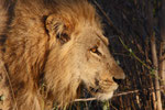 Löwe, Savuti Channel, Chobe Nationalpark