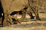 Elefant, Chobe Nationalpark