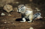 Erdhörnchen, Kgalagadi Transfrontier Park