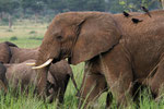 Elefant, Murchison Falls Nationalpark, Uganda