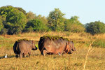 Flusspferde, Moremi Game Reserve, Okavango Delta