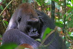 Flachlandgorilla, Mondika, Djeke Triangle, Republik Kongo