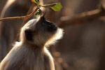 Hanuman-Langur, Sasan Gir Nationalpark, Gujarat