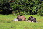 Waldelefanten, Mbeli-Bai, Parc National Nouabalé-Ndoki, Republik Kongo