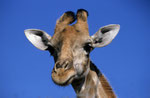 Giraffe, Moremi Game Reserve, Okavango-Delta